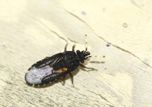 Aradus flavicornis